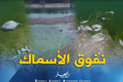 نفوق عدد كبير من الأسماك بسد وادي خلفون بأولاد ميمون بتلمسان