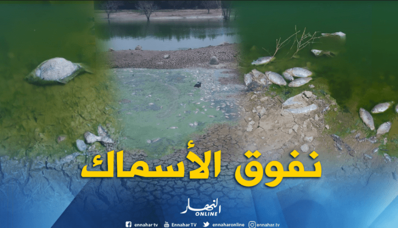 نفوق عدد كبير من الأسماك بسد وادي خلفون بأولاد ميمون بتلمسان