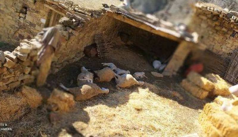 باتنة: نفوق 7 رؤوس من الماشية في حريق