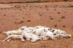 تيسمسيلت.. نفوق 30 رأسا من الغنم بسبب الحمى القلاعية 