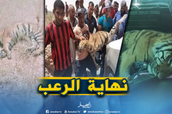 الجيش يقضي على النمر الهارب من حديقة التسلية في تقرت