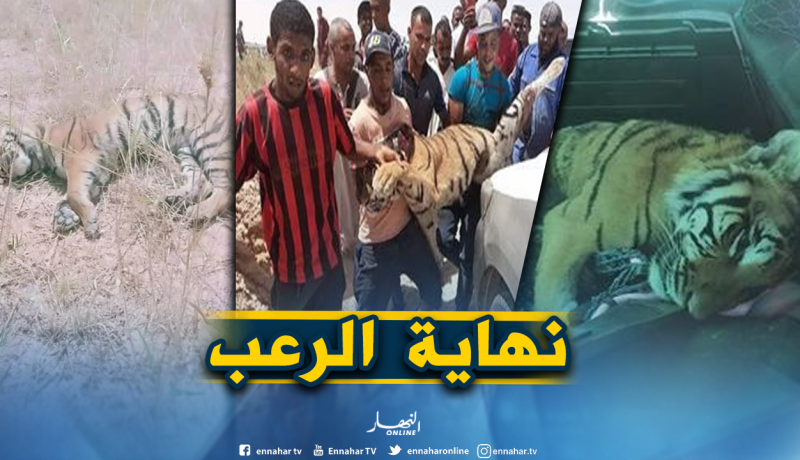 الجيش يقضي على النمر الهارب من حديقة التسلية في تقرت