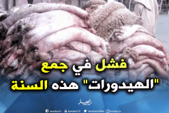 رسميا..جمع 115 ألف جلد أضحية فقط