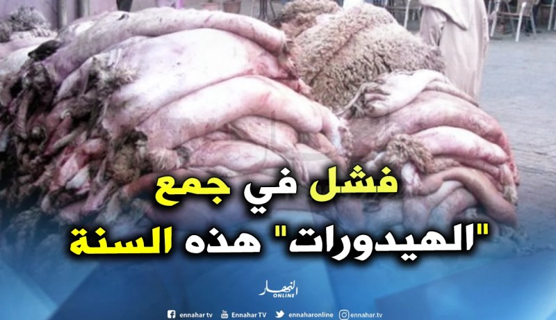 رسميا..جمع 115 ألف جلد أضحية فقط