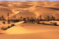 بيئة.. تنظيم مسابقة أحسن وأجمل واحة لسنة 2020