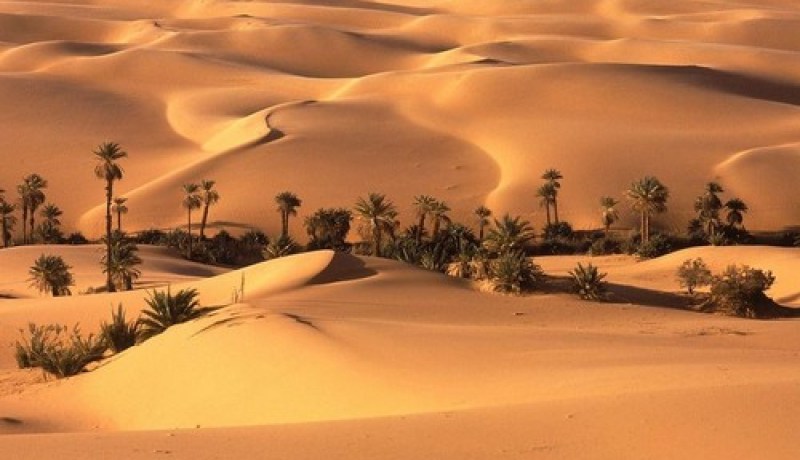 بيئة.. تنظيم مسابقة أحسن وأجمل واحة لسنة 2020