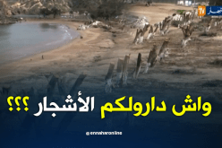 قطع أشجار شاطئ “موسكاردا” تثير إستغراب المواطنين والزوار