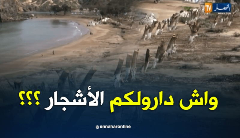 قطع أشجار شاطئ “موسكاردا” تثير إستغراب المواطنين والزوار