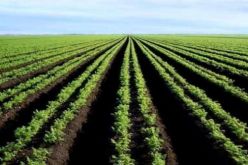 تقييم واقع التعاون الجزائري مع برنامج الأمم المتحدة في المجال الفلاحي