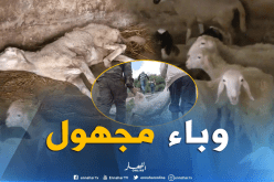 وباء دخيل يتسبب في نفوق أزيد من 200 رأس من الأغنام بالجلفة