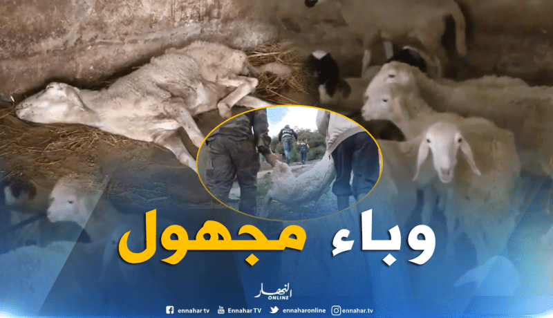 بالفيديو.. نفوق عشرات الماشية في ولاية بجاية بسبب داء مجهول