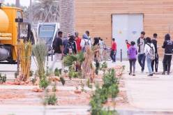ورقلة.. حملة تشجير بمحاذات خط الترامواي