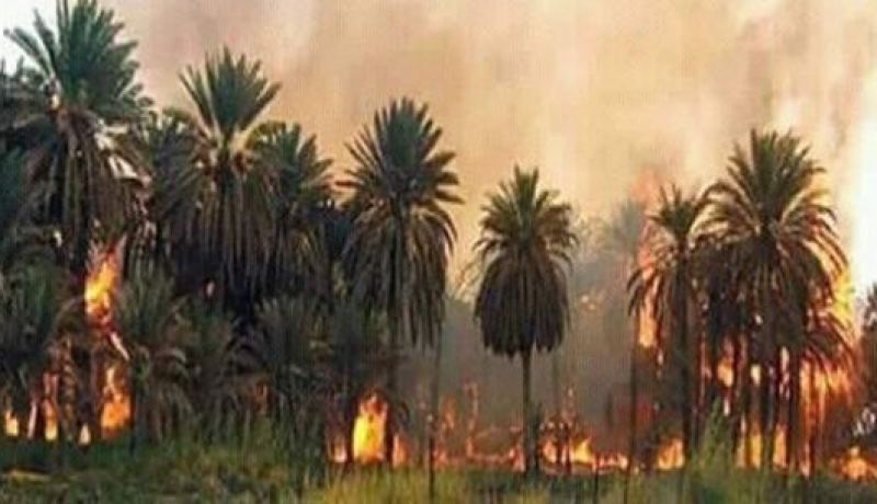 حريق يتسبب في إتلاف 200 نخلة مثمرة بورقلة