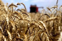 وزارة الفلاحة تدعو الفلاحين لاقتناء البذور والأسمدة والإستفادة من التحفيزات