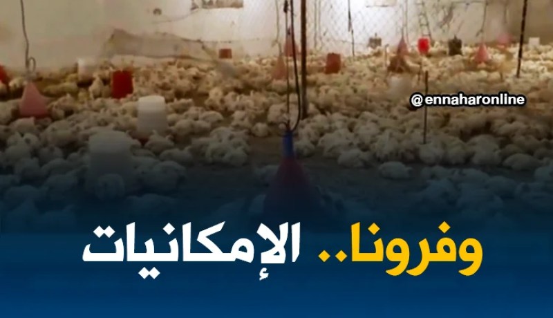 غليزان/ تربية الدواجن…مشاكل تعيق النهوض بالقطاع