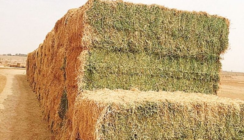توقيف 3 أشخاص وحجز 235 قنطار من أعلاف المواشي بتيارت