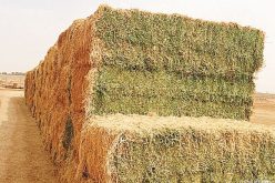 هــــــذه هـــــي الأسعــــار الجديـــدة للأعــــلاف الموجهـــة للموّالــين