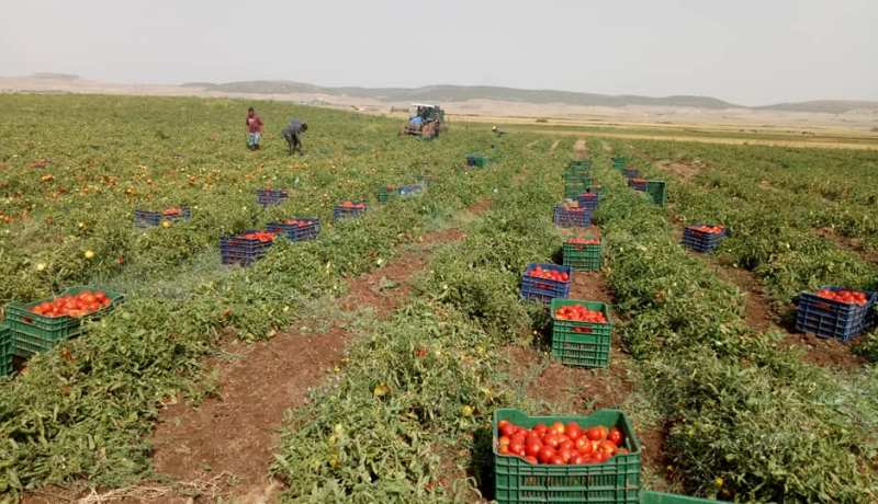 أم البواقي..تسجيل محصول وفير من الطماطم الصناعية بقصر الصبيحي
