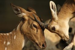 أمريكا تُسجل أول إصابات لغزلان بكورونا في العالم