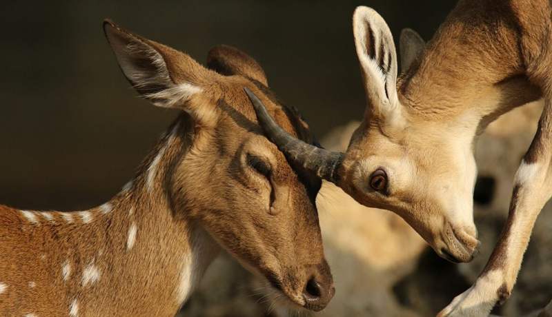 أمريكا تُسجل أول إصابات لغزلان بكورونا في العالم
