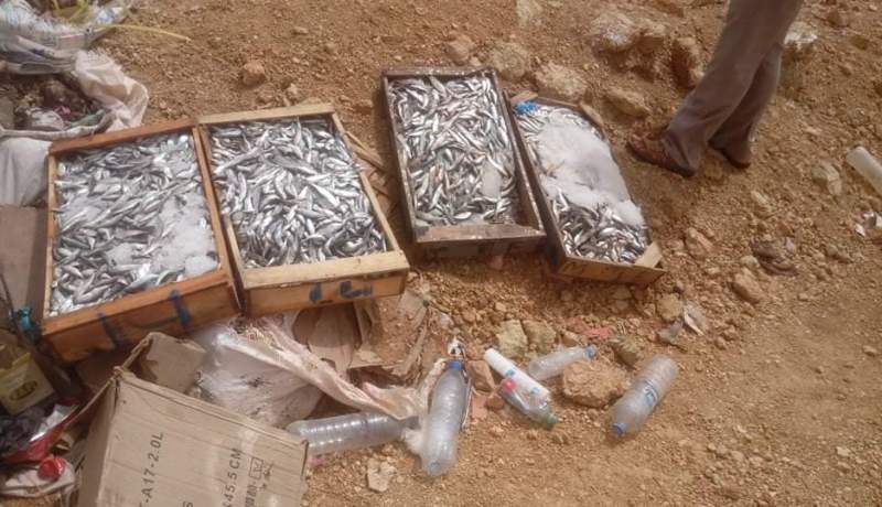 البيض.. حجز قنطار من السمك غير صالح للإستهلاك