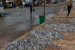 الشلف: فتح تحقيق حول رمي كميات من السردين على رصيف ميناء المرسى