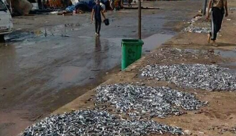 الشلف: فتح تحقيق حول رمي كميات من السردين على رصيف ميناء المرسى