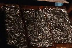 الشلف: حجز 40 صندوقا من سمك الصاوريل بميناء المرسى