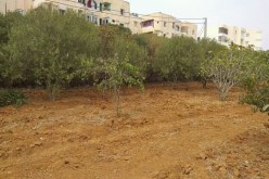 الشلف: فلاحون يعارضون مقترح قطع أشجار الزيتون لإنجاز مشروع سكني
