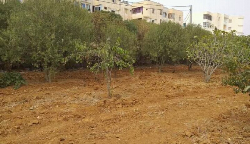 الشلف: فلاحون يعارضون مقترح قطع أشجار الزيتون لإنجاز مشروع سكني