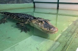 لحظات مرعبة.. شاهد تمساح يعض يد مدربته وتتخلص منه بصعوبة