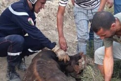 الشلف: إنقاذ 3 عجول علقوا في الزفت الناجم عن إنقلاب شاحنة بأولاد فارس