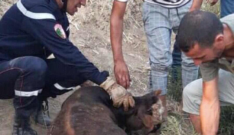 الشلف: إنقاذ 3 عجول علقوا في الزفت الناجم عن إنقلاب شاحنة بأولاد فارس