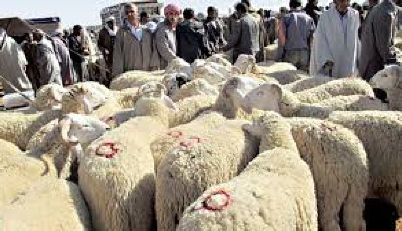 ولاية المسيلة ..الغلق المؤقت لجميع أسواق الماشية الأسبوعية و اليومية
