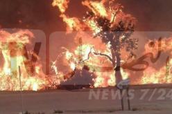 الفاف تُعزي ومانشستر سيتي يُعبر عن تضامنه مع الجزائر