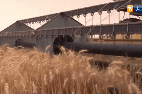 صريح جداّ: ورقلة مشاكل بالجملة تعيق نشاط الفلاحين