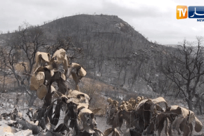 صريح جدا: حرائق الغابات ببجاية.. أضـ.رار بيئية وخسائر مادية معتبرة