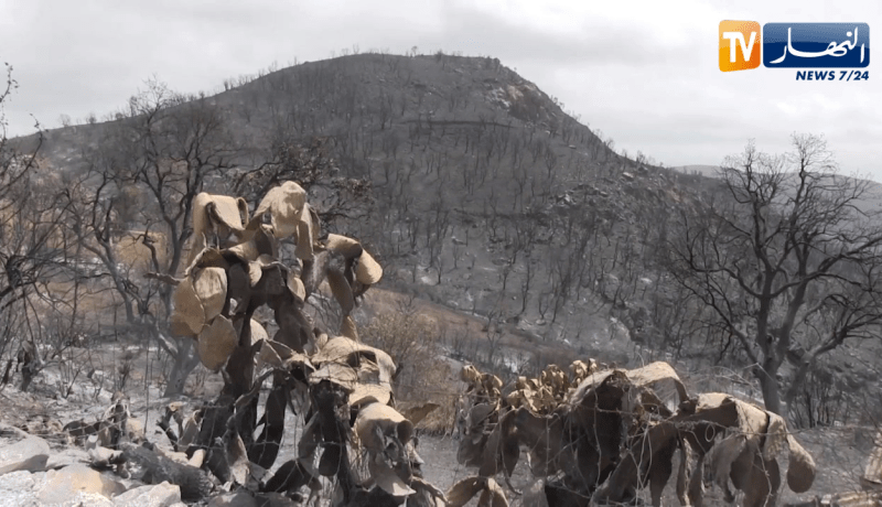 صريح جدا: حرائق الغابات ببجاية.. أضـ.رار بيئية وخسائر مادية معتبرة