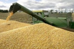 عليوي: تراجع إنتاج الحبوب بنسبة 40 بالمائة بسبب شح الأمطار