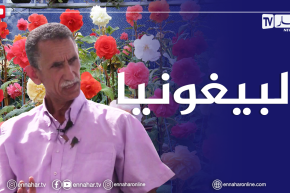 الصيف يحلى معنا/ طريقة الإعتناء بنبتة البيغونيا