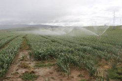 برنامج للسقي الكلي في الجنوب.. ودعم بـ20 بالمائة للفلاحين عند اقتناء البذور