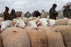 الوادي: غلق اسواق المواشي بالولاية