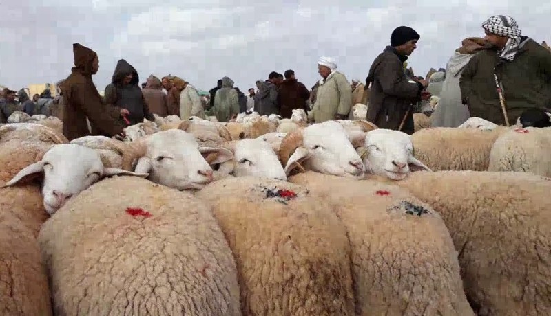 الوادي: غلق اسواق المواشي بالولاية