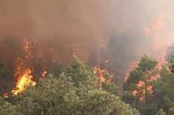 متابعات جنائية وعقوبات تصل للإعدام  للمتسببين في حرق الغابات