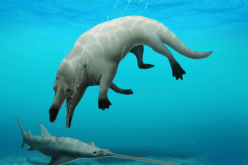 إكتشاف حوت برمائي قديم عاش قبل 43 مليون عاما