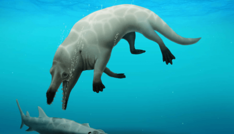 إكتشاف حوت برمائي قديم عاش قبل 43 مليون عاما