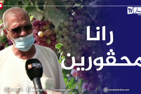 فلاحة: بعد تحقيقهم لإنتاج وفير..منتجو العنب ببومرداس يوجهون نداء للوزارة