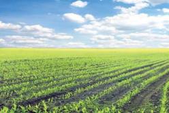 الحكومة تدرس شروط وكيفيات منح الأراضي التابعة للأملاك الخاصة للدولة لإستصلاحها في إطار الإمتياز