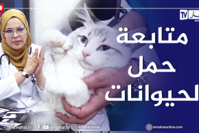 الصيف يحلى معنا/ إستعمال الإيكوغرافي في متابعة حمل القطط والكلاب