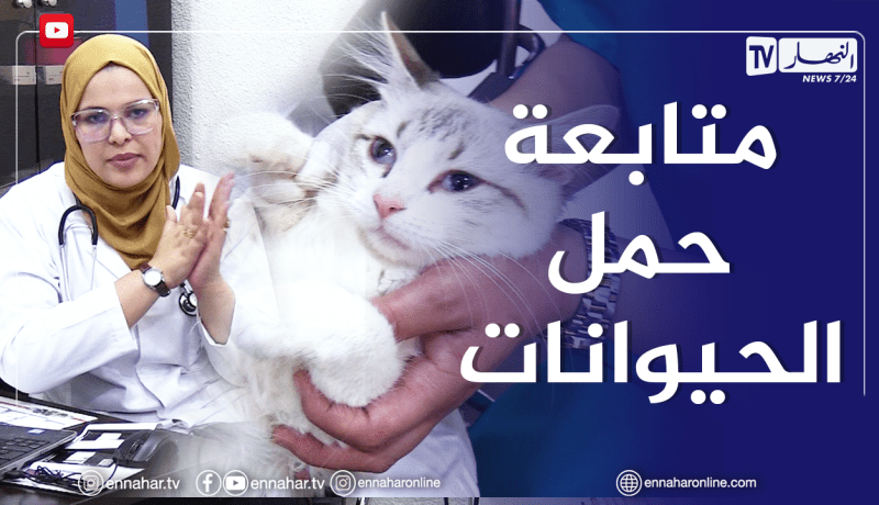 الصيف يحلى معنا/ إستعمال الإيكوغرافي في متابعة حمل القطط والكلاب